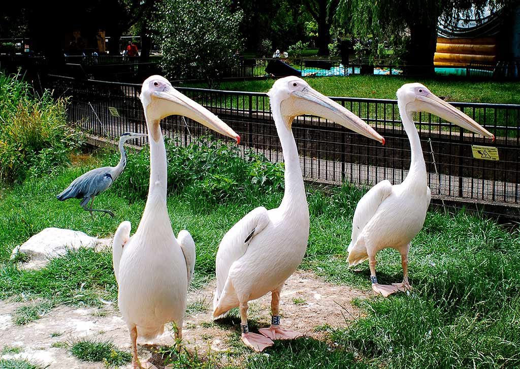 Le Zoo de Londres