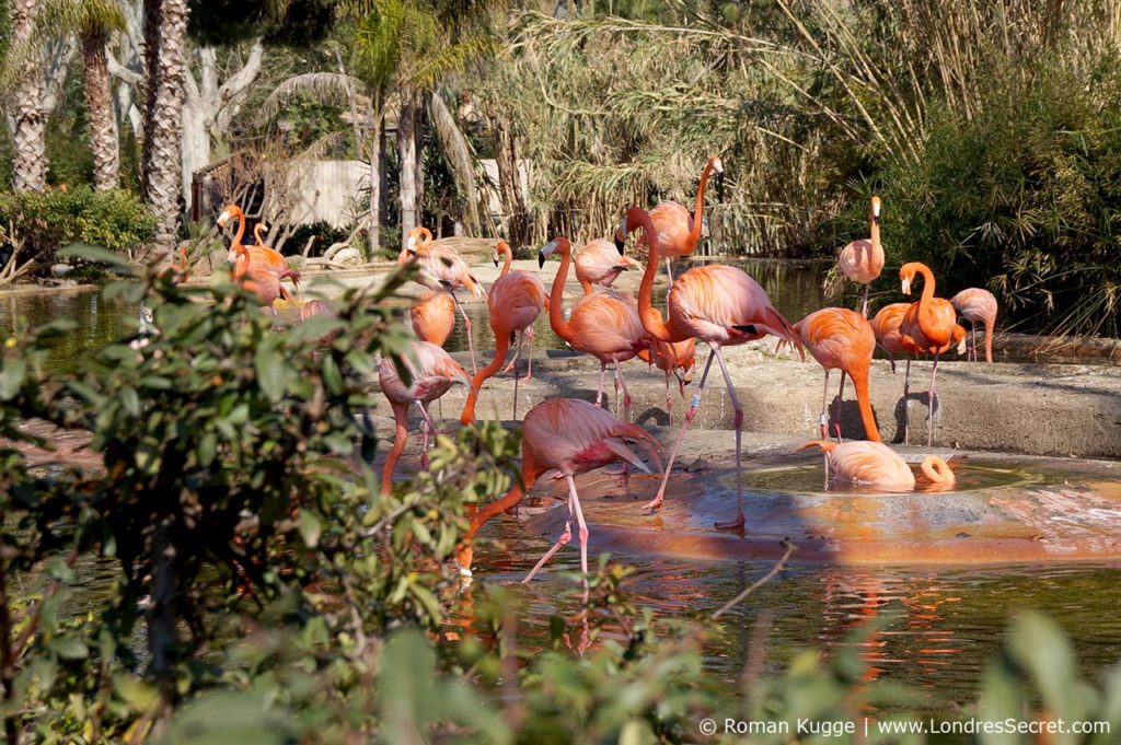 Zoo de Londres