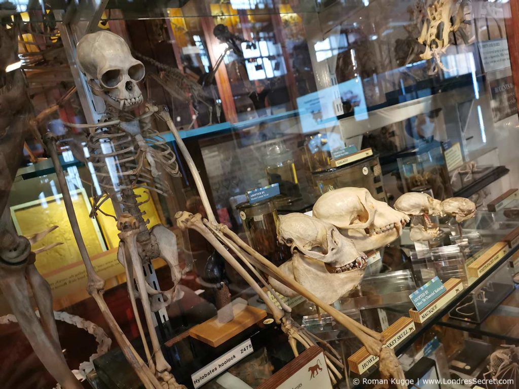 Grant Museum of Zoology Londres