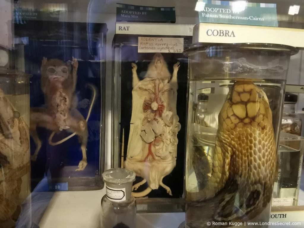 Grant Museum of Zoology Londres
