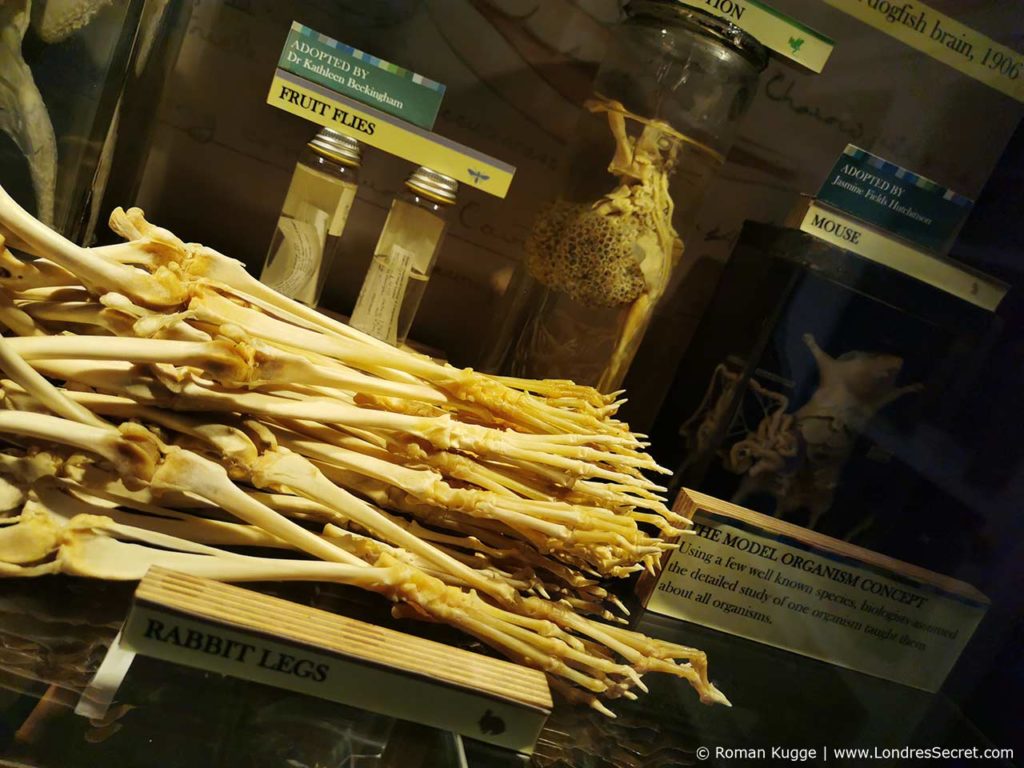 Grant Museum of Zoology Londres