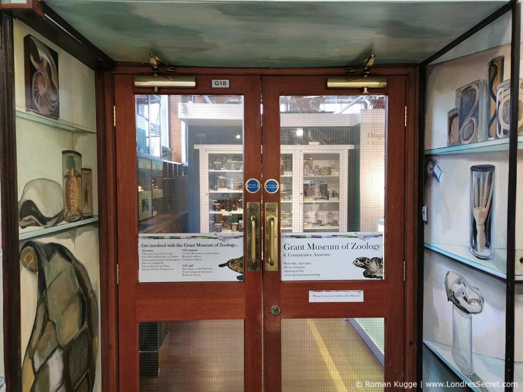 Grant Museum of Zoology Londres