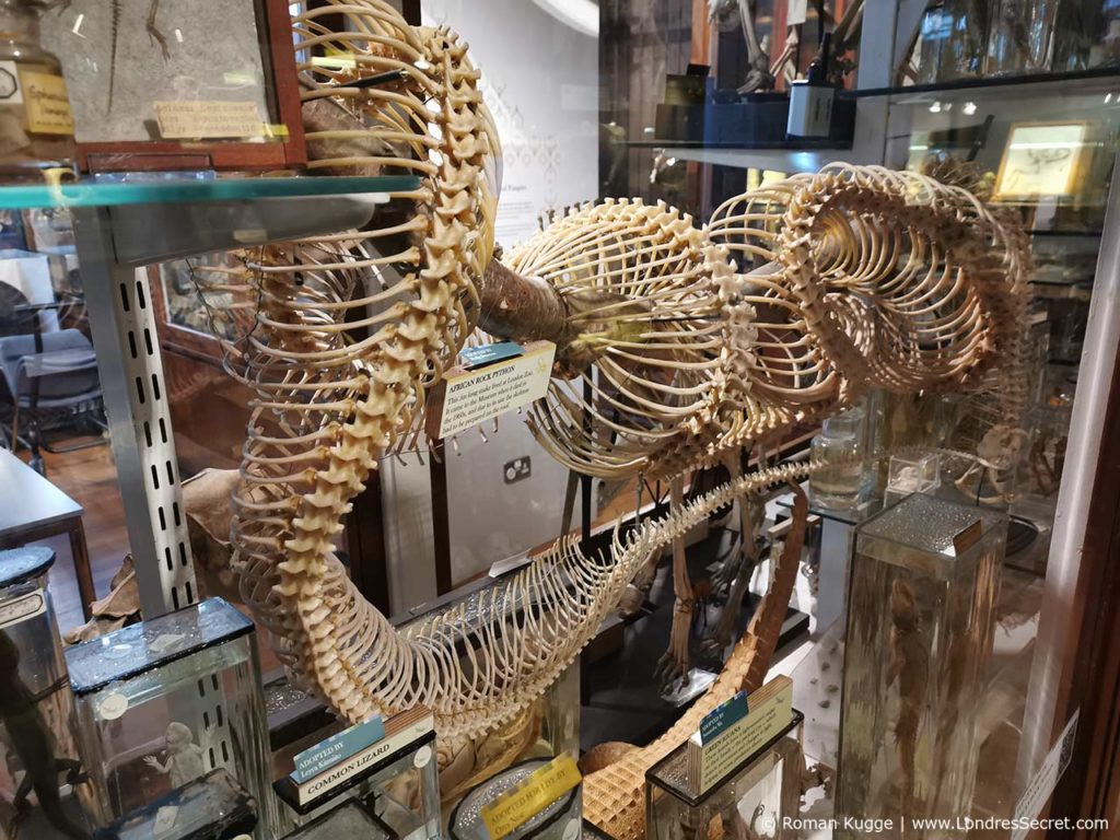 Grant Museum of Zoology Londres