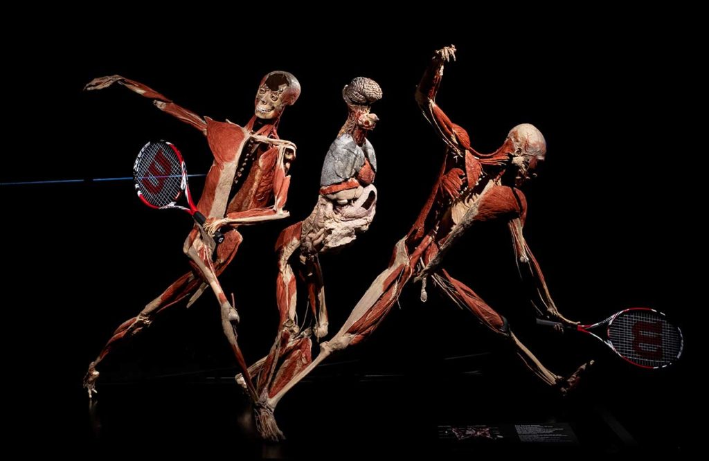 Exposition Body Worlds Londres
