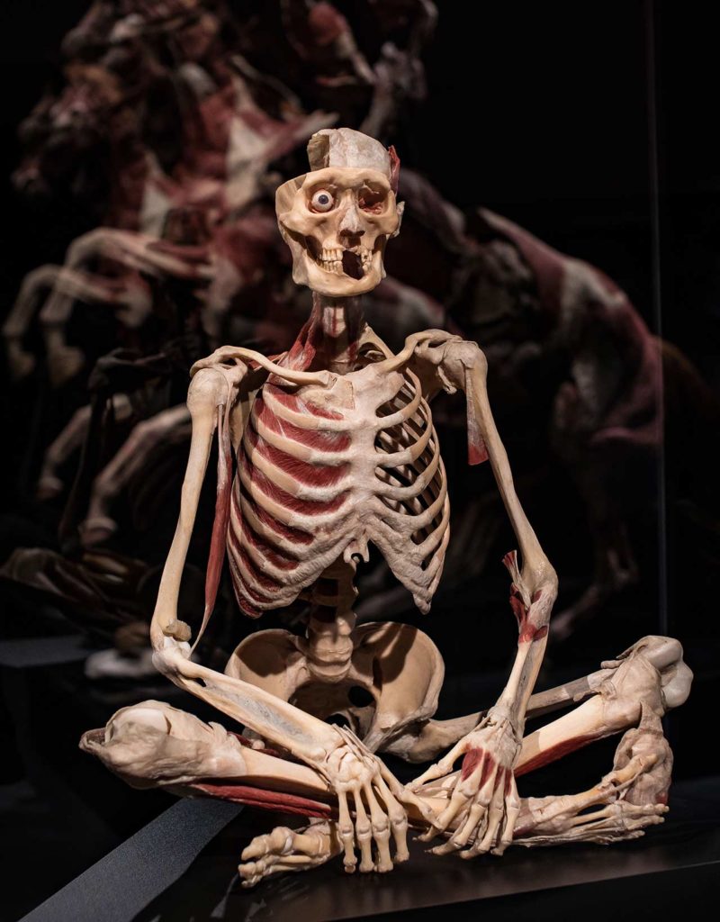 Exposition Body Worlds Londres