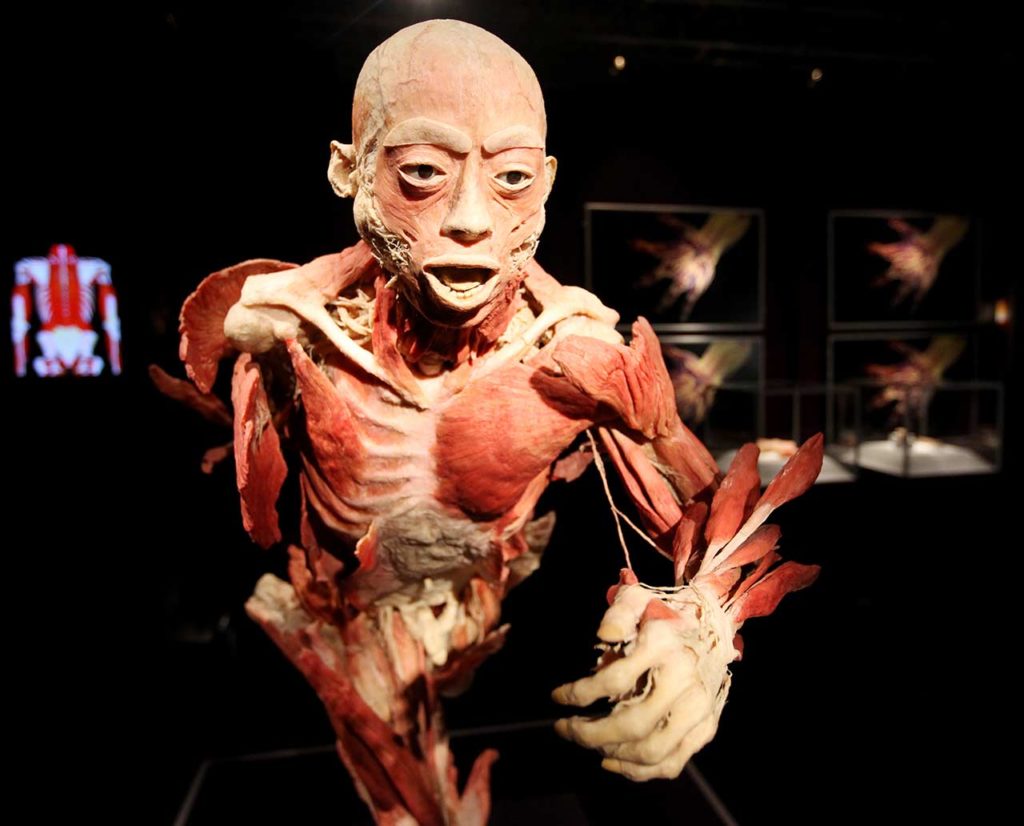Exposition Body Worlds Londres