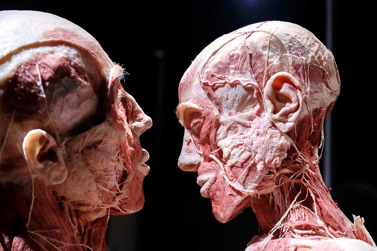 Exposition Body Worlds Londres