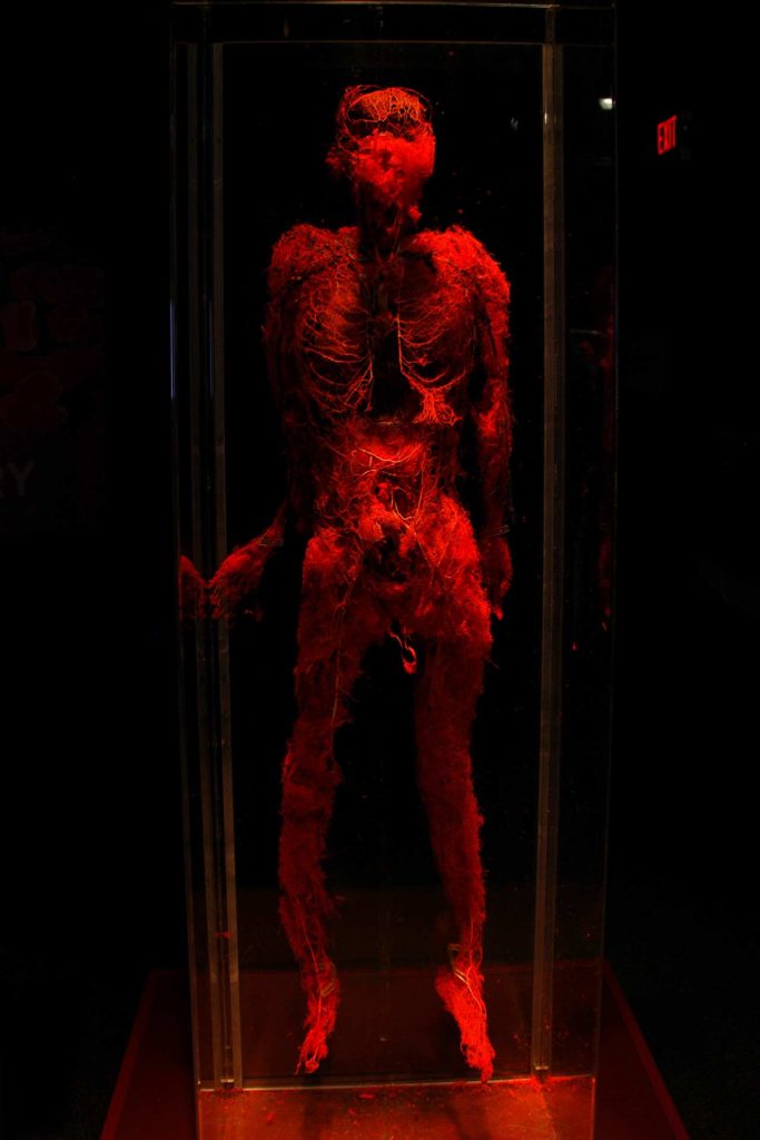 Exposition Body Worlds Londres